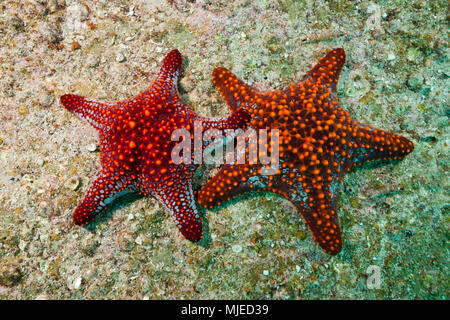 Coppia di cuscino Panamic Starfish, Pentaceraster cumingii, La Paz, Baja California Sur, Messico Foto Stock