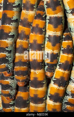 I bruchi di seta gigante tarma Arsenura armida, Cancun Yucatan, Messico Foto Stock