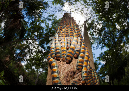 I bruchi di seta gigante tarma Arsenura armida, Cancun Yucatan, Messico Foto Stock