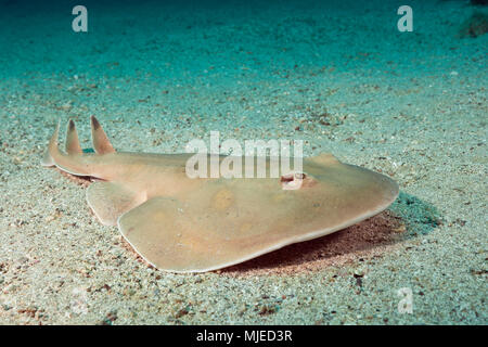 Giant Electric Ray, Narcine entemedor, La Paz, Baja California Sur, Messico Foto Stock