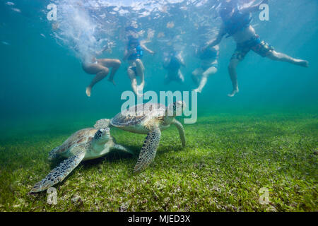 Snorkeling guardando la tartaruga verde, Chelonia Mydas, Akumal, Tulum, Messico Foto Stock