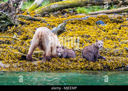 Orso grizzly mom con due cuccioli rovistando lungo la bassa marea linea in ingresso del cavaliere, British Columbia, Canada Foto Stock