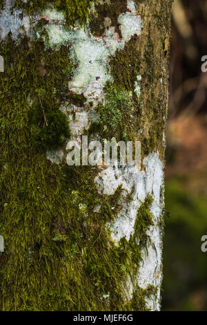 Belle vecchie coperte di muschio tronco di albero Foto Stock