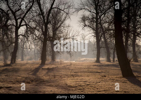 Europa, Polonia, Voivodato Masovian, Kamienczyk Foto Stock