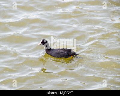 Un black duck galleggianti in uno stagno. Foto Stock