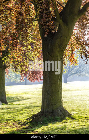 Northampton. U.K. Il 5 maggio 2018. Meteo. Una luminosa e soleggiata inizio di week-end festivo di maggio mentre wakling verso il viale di vecchi faggi presto questa moning in Abington Park. Credito: Keith J Smith./Alamy Live News Foto Stock