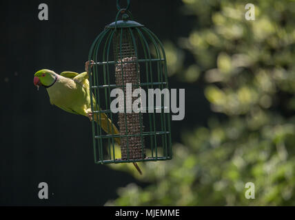 Il torneo di Wimbledon, Londra, Regno Unito. Il 5 maggio, 2018. Collo ad anello parrocchetti, la Gran Bretagna è solo naturalizzato pappagalli, feed da un giardino bird feeder nel caldo sole sotto un albero di mele. Credito: Malcolm Park/Alamy Live News. Foto Stock