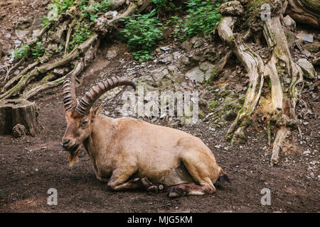La Caucasian capre di montagna con enormi corna in un habitat naturale si trova sulle rocce in montagna. Animali selvatici Foto Stock