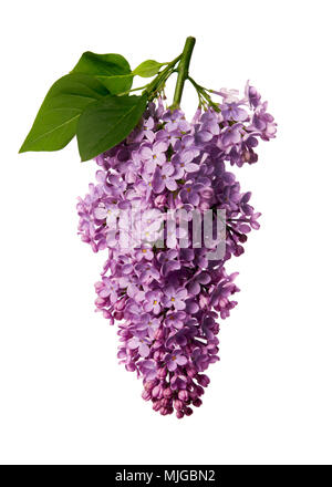 Syringa vulgaris, lilla. Viola fiore lilla su sfondo bianco. Foto Stock