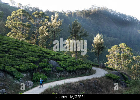 Il Kerala il più prospere e stato in India,con tè,una grande industria.Qui le piante di tè sulle colline vicino a Munnar il sostegno dell'economia Foto Stock