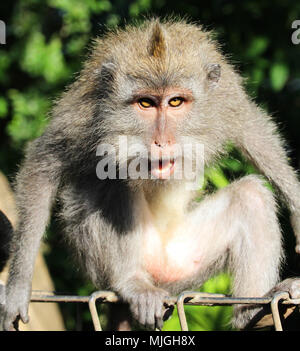 Un arrabbiato cercando maschio macaco scimmia seduto su una recinzione in Ubud, Bali, Indonesia Foto Stock