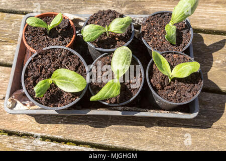 Zucchine Zucchine piantine che crescono in vasi Foto Stock