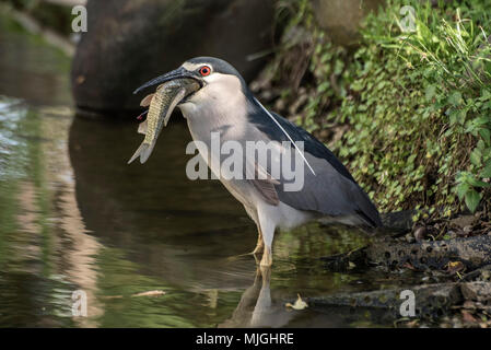 Black-Crowned Nitticora - con il pesce Foto Stock