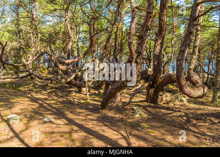 Trollskogen riserva naturale su Oland, Svezia. La pineta costiera è piena di nodose e ritorto di alberi che sembrano crescere in ogni direzione ma verso l'alto. Foto Stock