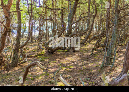 Trollskogen riserva naturale su Oland, Svezia. La pineta costiera è piena di nodose e ritorto di alberi che sembrano crescere in ogni direzione ma verso l'alto. Foto Stock