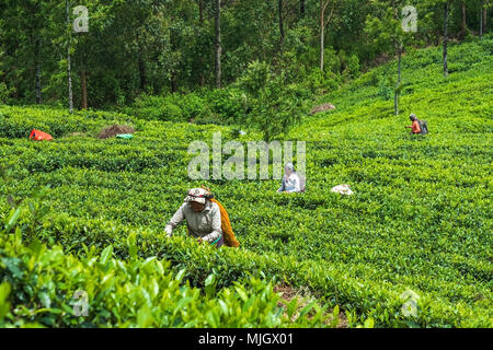 Haputale, Sri Lanka - 18 Aprile 2018: donna locale a raccogliere le foglie di tè per la fabbricazione di bevande tradizionali Foto Stock