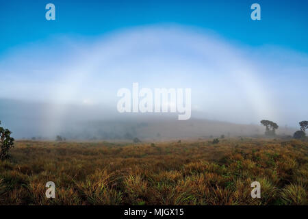 Arcobaleno su misty meadow durante la mattina. Paesaggio con vista cielo blu Foto Stock