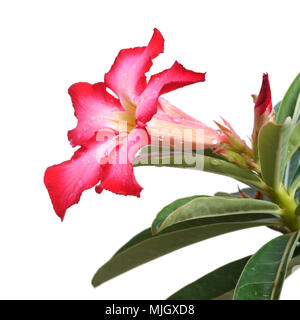 Il Deserto Rosso Fiore, adenium obesum isolato su bianco Foto Stock