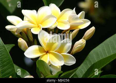 PRIMO PIANO DEI FIORI GIALLI E BIANCHI E DEI BOCCIOLI NON APERTI DELL'ALBERO DI FRANGIPANI (PLUMERIA) QUEENSLAND, AUSTRALIA. Foto Stock