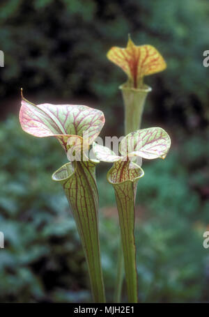 Sarracenia (pianta brocca di tromba Pitcher) Foto Stock