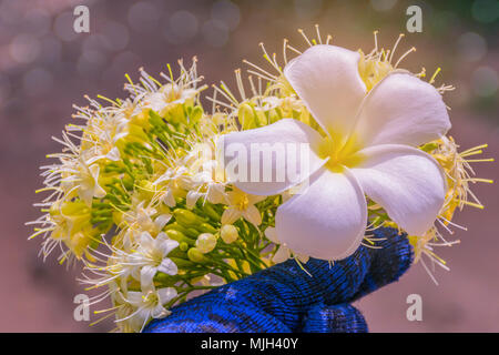 Abstract morbido e sfumato soft focus texture di superficie di frangipani, Plumeria, fiore. e Anan, Tembusu,Fagraea fragrans , Loganiaceae flower.La Pentecoste Foto Stock