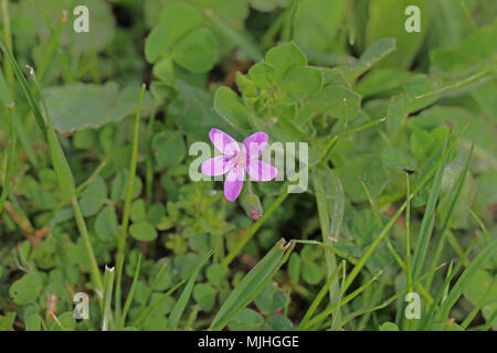 Morbido o malva-lasciava di cicogna-bill molto vicino al nome latino erodium malacoides la geraniaceae geranio o di famiglia in Italia Foto Stock