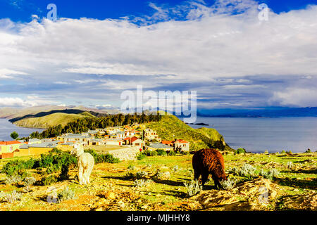 Vista su llama su Isla del Sol dal Lago Titicaca - Bolivia Foto Stock