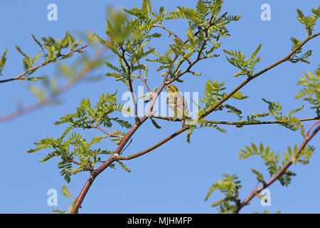 Il verzellino bird nome latino serinus serinus alimentazione su gemme in una struttura ad albero di acacia in primavera in Italia Foto Stock