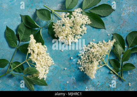 Lâ Elderflower blossom fiore con foglie verdi. I fiori sono commestibili e possono essere utilizzati per aggiungere sapore e aroma sia per bevande e dessert. Foto Stock