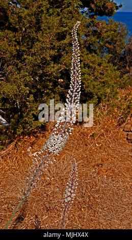 Un urginea maritima Sea Squill crescente selvatici nella campagna di Cipro Foto Stock