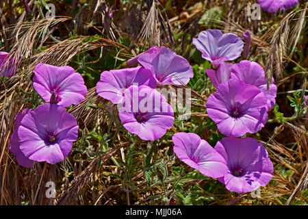 Close up Convolvulus althaeoides crescente selvatici nella campagna di Cipro Foto Stock