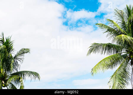 Fresche noce di cocco verde ci sono molte noci di cocco, sul lato della cornice per foto, lo sfondo è un vasto cielo. Foto Stock