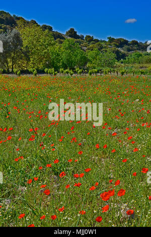 La colorata campagna di Cipro in primavera con campo di papaveri selvatici Foto Stock