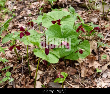 Un gruppo di wake robin trillium piante che crescono in una foresta di primavera. Foto Stock