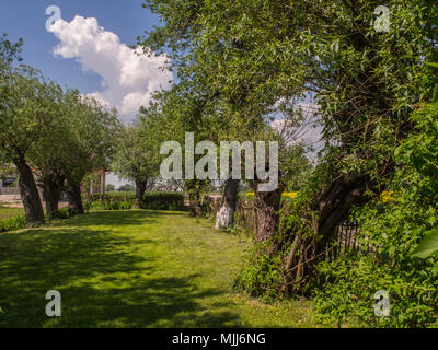 Spring Garden nel villaggio circondato da salici piangenti Foto Stock