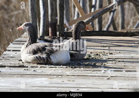 Graylag di oca o di oche latino Anser anser famiglia anatidea su un molo di Colfiorito riserva naturale in Umbria in Italia Foto Stock