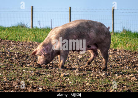 Suini situato in alto nella South Downs National Park, West Sussex, Regno Unito. Foto Stock