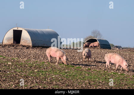 Suini situato in alto nella South Downs National Park, West Sussex, Regno Unito. Foto Stock