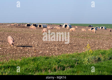 Suini situato in alto nella South Downs National Park, West Sussex, Regno Unito. Foto Stock
