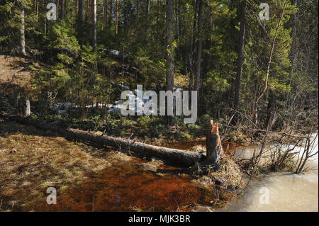 Albero rotto sulla riva di un lago di foresta con sporgente superiormente dal ghiaccio acqua di fusione del ghiaccio. Foto Stock