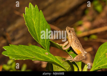 Northern Spring Peeper (Pseudacris senape) Foto Stock