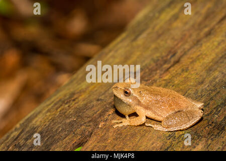 Northern Spring Peeper (Pseudacris senape) Foto Stock