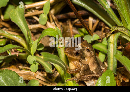 Northern Spring guardoni in amplexus in corrispondenza di un bordo di una piscina primaverile nel Connecticut. Foto Stock