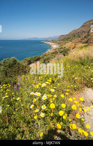 Fiori selvaggi e ONU-viziati dalla costa vicino al villaggio di pescatori di Trahila, nella parte esterna di Mani, sud del Peloponneso, Grecia Foto Stock