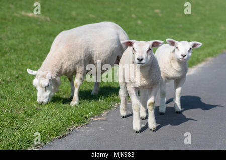 Gli ovini e i due piccoli agnelli su di una scarpata di rilevato dell'isola Ameland nel nord dei Paesi Bassi Foto Stock