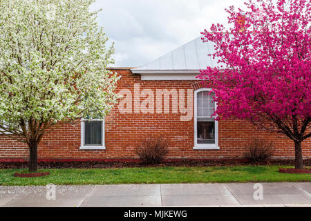 Asian pera & Crabapple alberi in piena fioritura primaverile; Salida; Colorado; USA Foto Stock