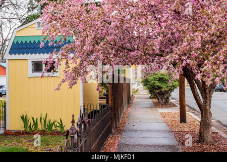 Crabapple tree in piena primavera rosa bloom; Salida; Colorado; USA Foto Stock
