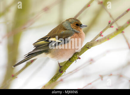 Closeupo del fringuello maschio uccello seduto su un ramo di albero Foto Stock