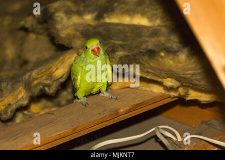 Giovani capretti anello verde a collo di parrocchetto (Psittacula krameri) BIRD (parrot) con becco rosso appollaiato in loft / mansarda / spazio sul tetto di casa di isolamento Foto Stock