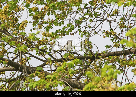 Pied flycatcher o semi-collare flycatcher nome latino ficedula hypoleuca o ficedula semitorquata alimentando in un olmo o olmo in Italia centrale in Foto Stock